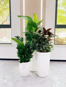 体验宁波镇海花卉出租设计,畅享花卉艺术之旅